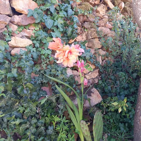 Casas Coracao Codecoso