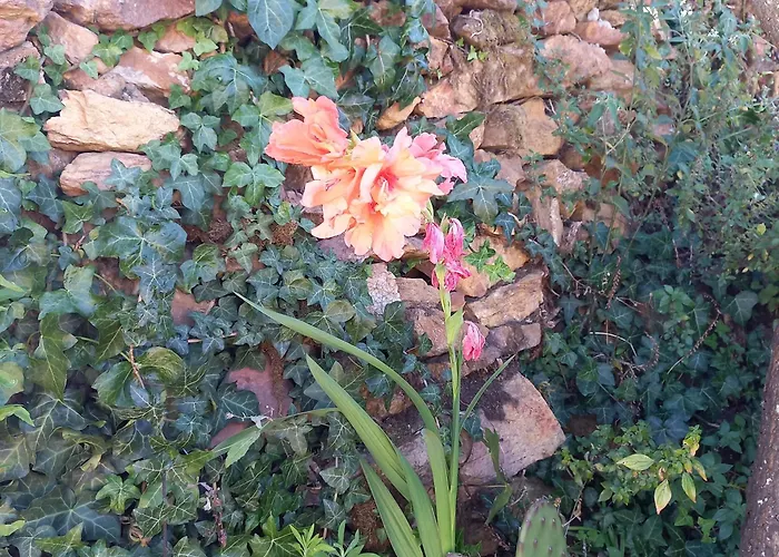 Casas Coracao Codecoso